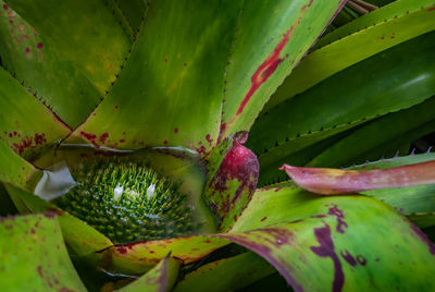 Full frame shot of succulent plant