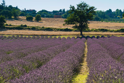 View of flowering plants on field