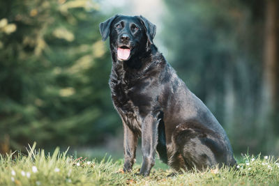 Sitting black labrador retriever dog portrait in the forest