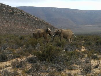 View of elephant on land