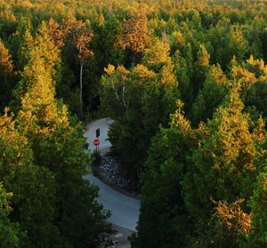 High angle view of trees in forest and a road during autumn
