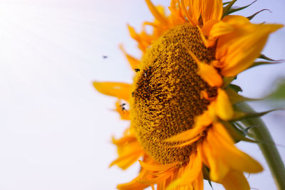 Close-up of bee on sunflower