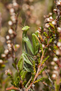 Close-up of flower buds growing outdoors