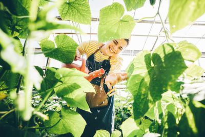 Low angle view of gardener watering plant at greenhouse