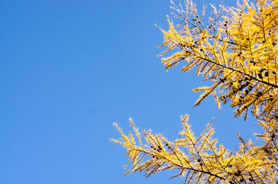 Low angle view of flowering plant against clear blue sky