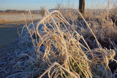 Close-up of dry grass on field by lake against sky