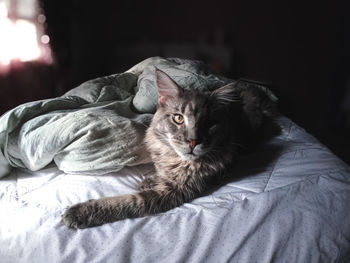 Portrait of cat resting on bed