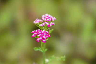 Close-up of pink flowering plant