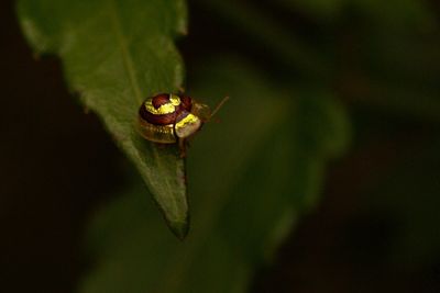 Close-up of insect on leaf