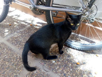 High angle view of black cat drinking street