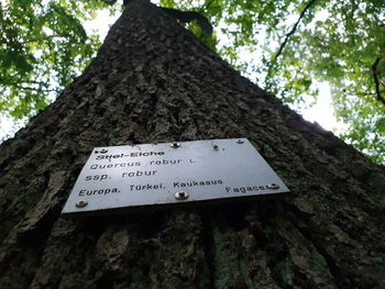 Low angle view of text on tree trunk