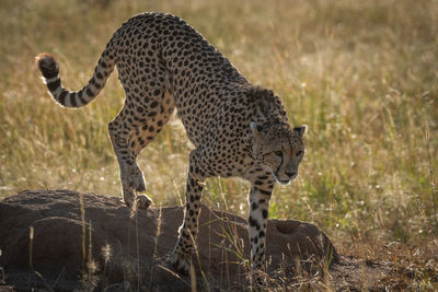 Cheetah walking on rock