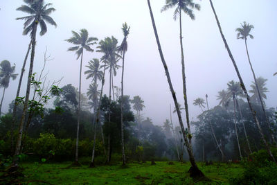 Palm trees on landscape against sky