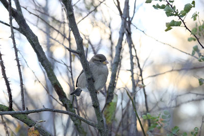 Low angle view of bird perching on branch