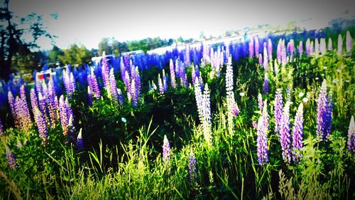 Close-up of purple crocus blooming on field