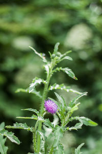 Close-up of flower against blurred background