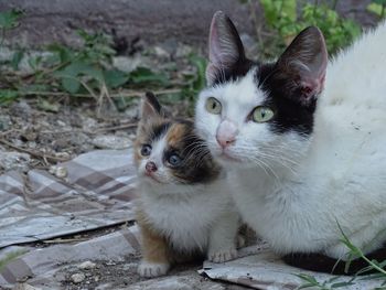Portrait of white cat with kitten