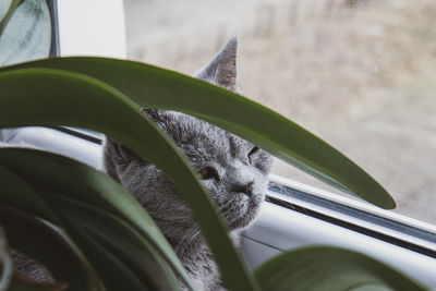 A grey cat is resting on the windowsill among the orchids.