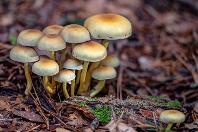 Close-up of mushrooms growing on field