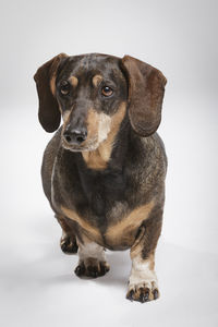 Close-up of a dog over white background