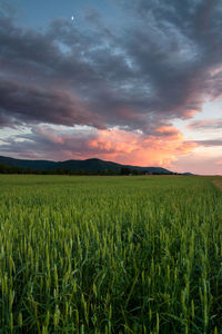 Scenic view of agricultural field against sky