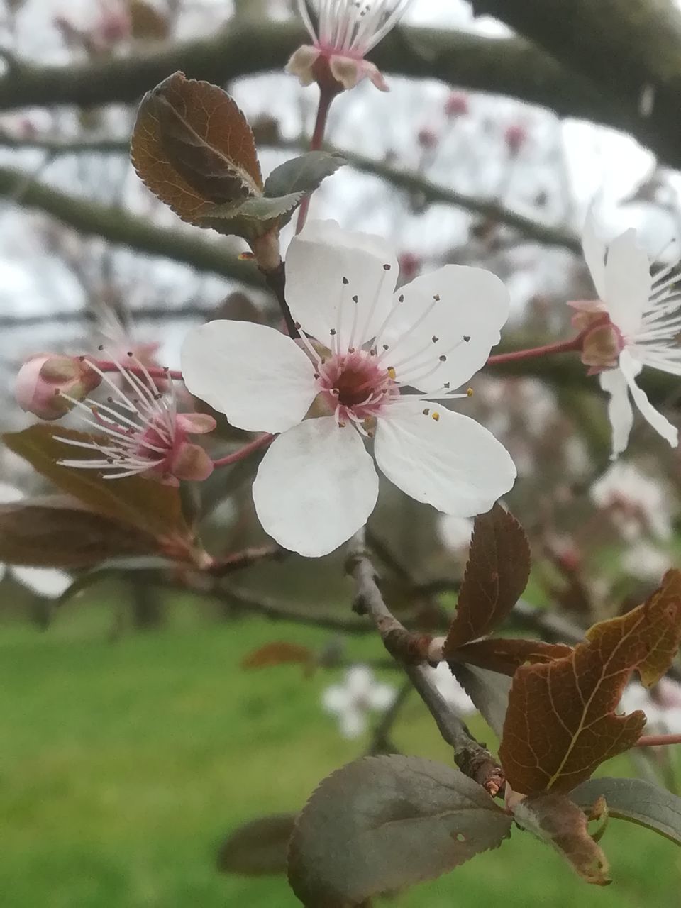 CLOSE-UP OF CHERRY BLOSSOM