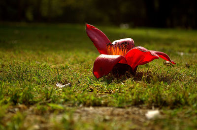 Red flower on field