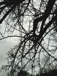 Low angle view of silhouette bare tree against sky