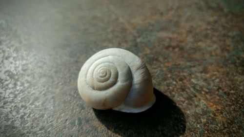 Close-up of snail