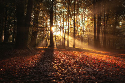 Trees in forest during autumn