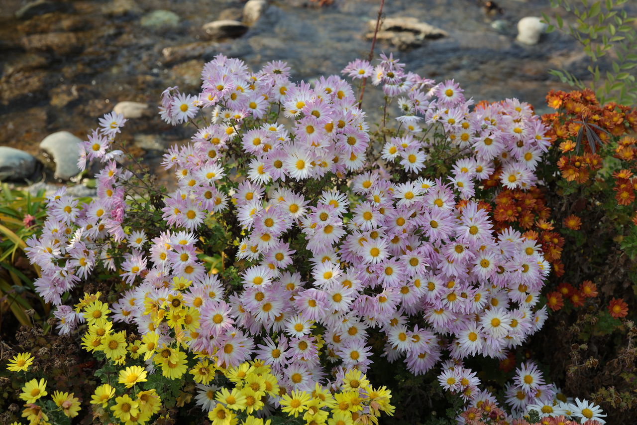 flower, flowering plant, plant, beauty in nature, growth, nature, wildflower, freshness, fragility, day, no people, high angle view, blossom, land, close-up, outdoors, field, flower head, garden, botany, animal wildlife, inflorescence, shrub, sunlight, petal, focus on foreground