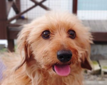 Close-up portrait of dog