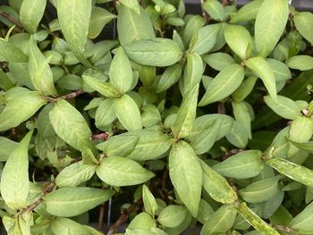 Full frame shot of green plants