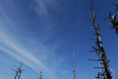 Low angle view of bare tree against blue sky