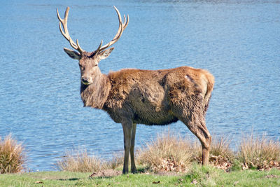 Deer standing on field