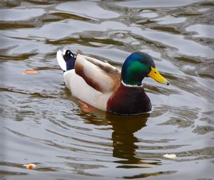 Bird swimming in lake