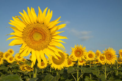 Sunflowers blooming in field against sky