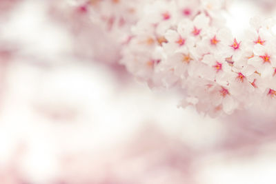 Close-up of pink cherry blossom tree