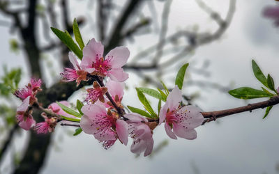 Close-up of pink cherry blossom tree