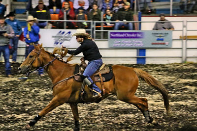 Close-up of horse