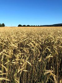 Scenic view of field against clear sky