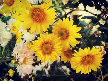 Close-up of yellow flowers blooming outdoors