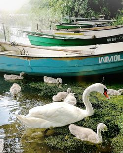 Swan swimming in lake