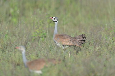 A white-bellied bustard