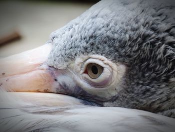 Close-up of bird