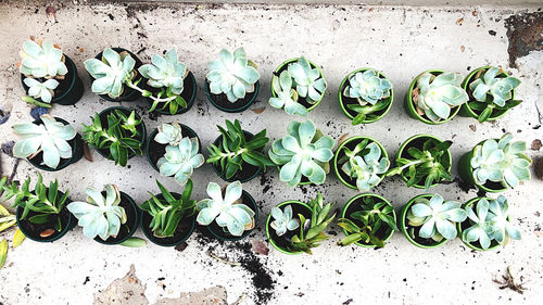 High angle view of leaves on potted plant against wall