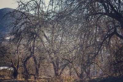 Low angle view of bare trees in forest during winter