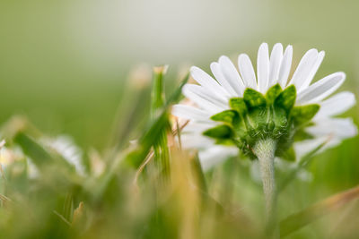 Close-up of white flowering plant on field