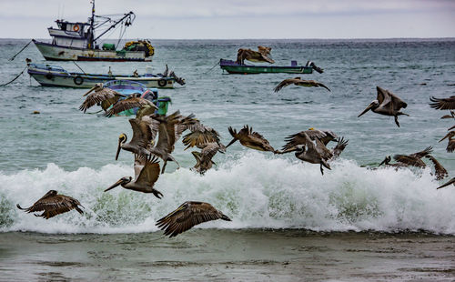 Seagulls flying over sea against sky