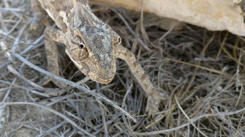 High angle view of lizard on field